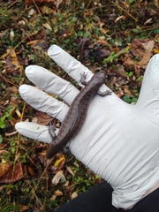 Ambystoma barbouri