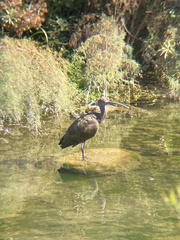 Plegadis chihi
