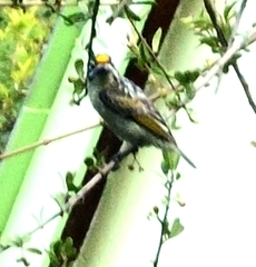 Pogoniulus chrysoconus