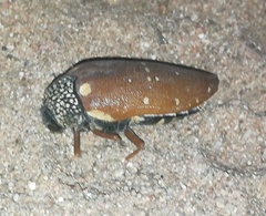 Sternocera castanea