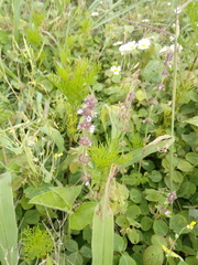 Stachys agraria