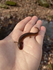 Pseudotriton ruber ruber