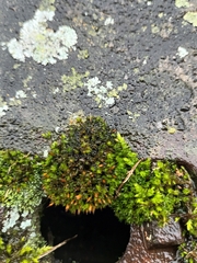 Orthotrichum anomalum