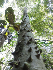 Zanthoxylum rhoifolium
