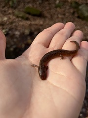 Pseudotriton ruber ruber