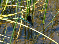 Calopteryx xanthostoma