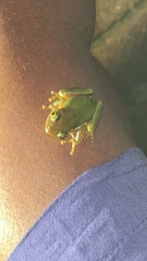 Hyperolius tuberilinguis