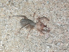 Galeodidae