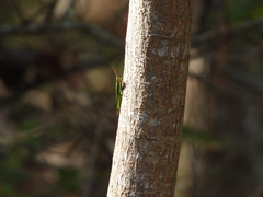 Stenacris vitreipennis