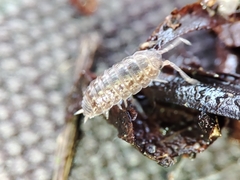 Proporcellio mirabilis