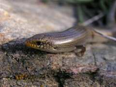 Chalcides bedriagai