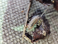 Proporcellio mirabilis