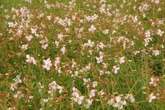 Rhexia mariana mariana