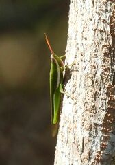 Stenacris vitreipennis