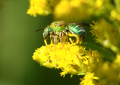 Agapostemon splendens
