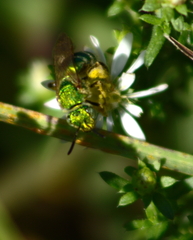 Agapostemon sericeus