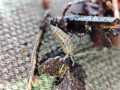 Proporcellio mirabilis