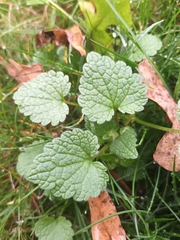 Lamium