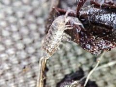 Proporcellio mirabilis