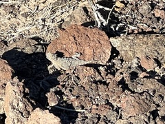 Phrynosoma platyrhinos