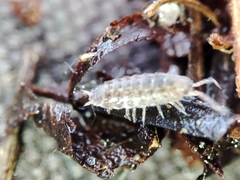 Proporcellio mirabilis
