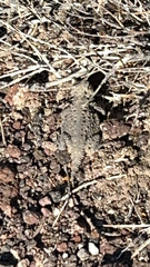 Phrynosoma platyrhinos