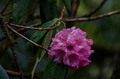 Rhododendron arboreum