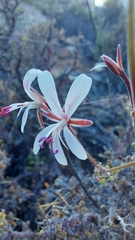 Pelargonium alternans
