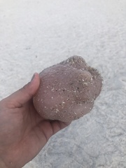 Aplidium stellatum
