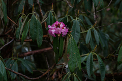 Rhododendron arboreum