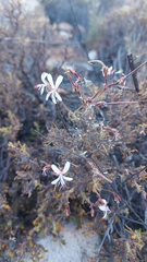 Pelargonium alternans