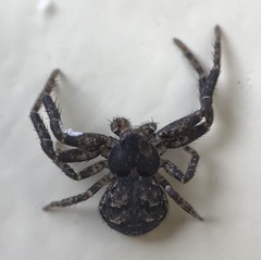 Bassaniana