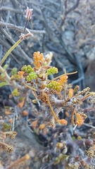 Pelargonium alternans