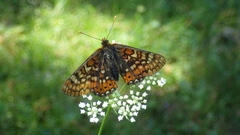 Euphydryas aurinia
