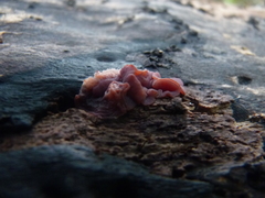 Ascocoryne cylichnium