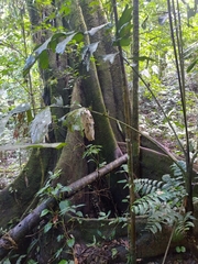 Ficus