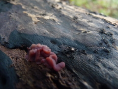 Ascocoryne cylichnium