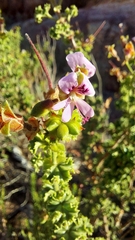 Pelargonium englerianum