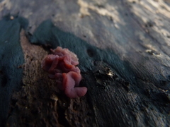 Ascocoryne cylichnium