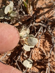 Atriplex confertifolia