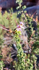 Pelargonium englerianum