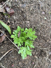 Sanicula arctopoides