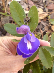 Periandra mediterranea