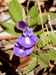 Periandra mediterranea