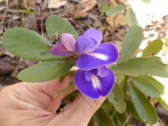 Periandra mediterranea
