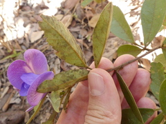 Periandra mediterranea