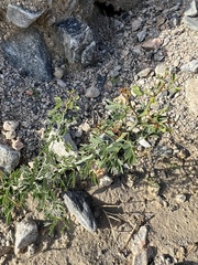 Parkinsonia florida