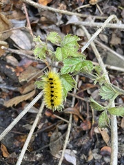 Lophocampa argentata
