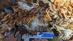 Bondarzewia berkeleyi