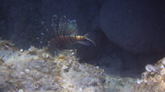 Pterois miles